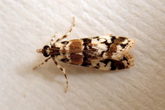 Scoparia charopoea