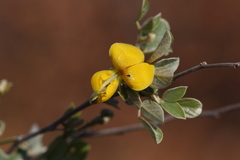 Rhynchosia nitens