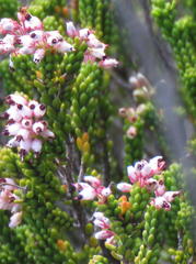Erica petraea