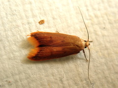 Tachystola acroxantha