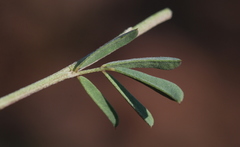 Indigofera hilaris