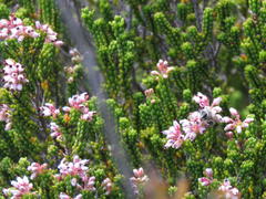 Erica petraea