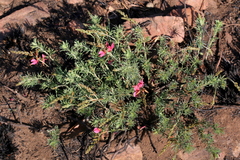 Indigofera hilaris