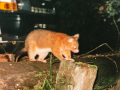 Trichosurus johnstonii