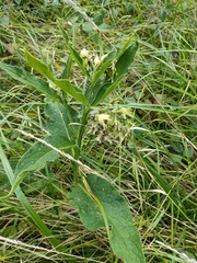 Symphytum × uplandicum