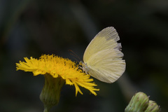 Eurema mandarina