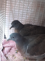 Columba palumbus