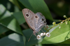 Ypthima motschulskyi