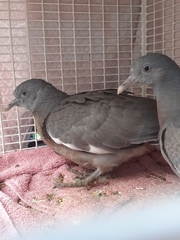 Columba palumbus