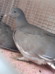 Columba palumbus