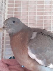 Columba palumbus