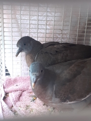 Columba palumbus