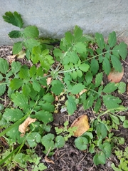 Chelidonium majus