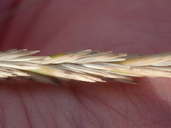 Elymus athericus