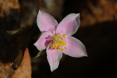 Anacampseros subnuda