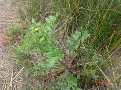 Sonchus megalocarpus