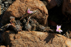 Anacampseros subnuda