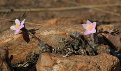 Anacampseros subnuda