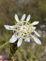 Lachnaea filamentosa