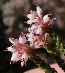 Erica petraea