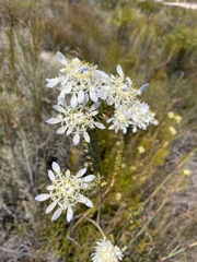 Lachnaea filamentosa