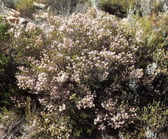 Erica petraea