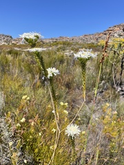 Lachnaea filamentosa