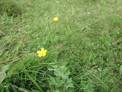 Ranunculus propinquus