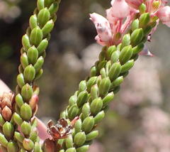 Erica petraea
