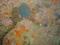 Haploblepharus pictus