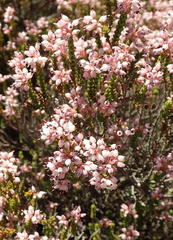 Erica petraea