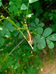 Orthetrum