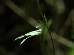 Caladenia picta