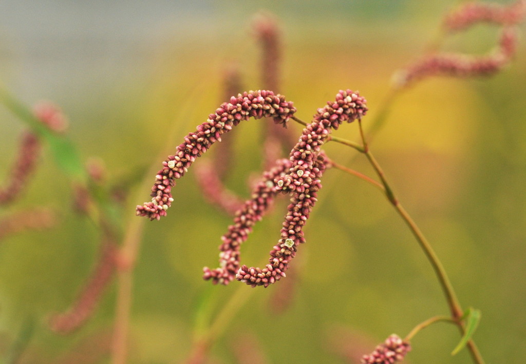 Far Eastern smartweed
