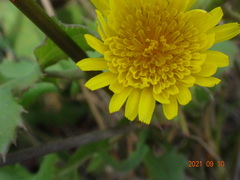 Sonchus megalocarpus