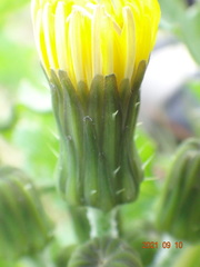 Sonchus megalocarpus