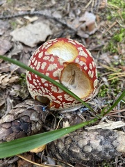 Amanita muscaria
