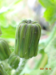Sonchus megalocarpus