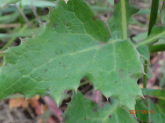 Sonchus megalocarpus