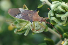 Plinachtus