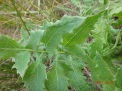 Sonchus megalocarpus