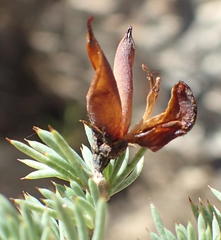 Aspalathus rigidifolia