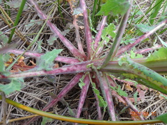 Sonchus megalocarpus