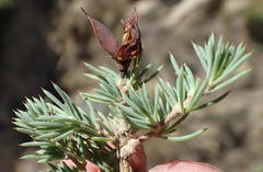 Aspalathus rigidifolia