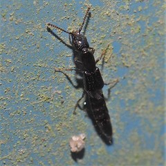 Oxybleptes kiteleyi