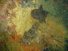 Haploblepharus pictus