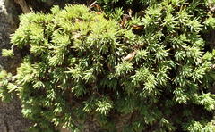 Aspalathus rigidifolia