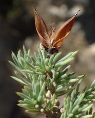 Aspalathus rigidifolia