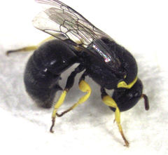 Hylaeus euxanthus
