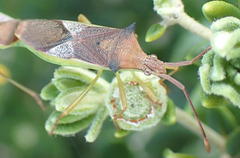 Plinachtus